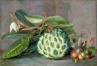 奶油苹果、砂拉越本土“醋栗”和叶蝗 Custard Apple, Native ‘Gooseberry’ of Sarawak, and Leaf Locust (1878)，玛丽安娜·诺斯