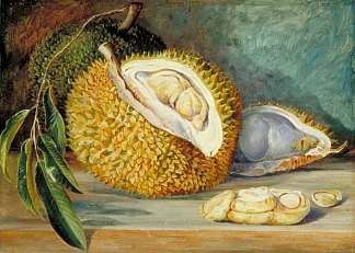 大树榴莲果实，砂拉越，婆罗洲 Durian Fruit from a Large Tree, Sarawak, Borneo (1876)，玛丽安娜·诺斯