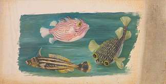 鱼 Fishes (1870)，玛丽安娜·诺斯