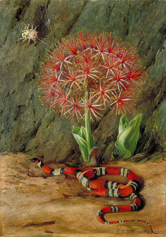 弗洛尔帝国，珊瑚蛇和蜘蛛，巴西 Flor Imperiale, Coral Snake and Spider, Brazil (1873)，玛丽安娜·诺斯