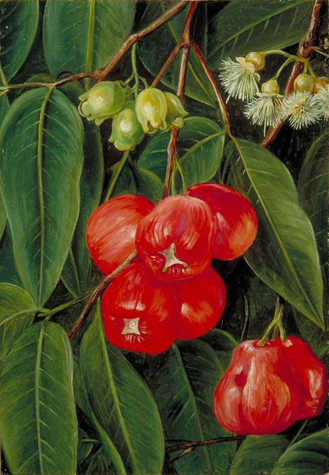 爪哇Jamboa Boll的花朵和果实 Flowers and Fruit of the Jamboa Boll, Java (1876)，玛丽安娜·诺斯