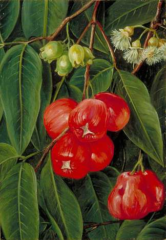 爪哇Jamboa Boll的花朵和果实 Flowers and Fruit of the Jamboa Boll, Java (1876)，玛丽安娜·诺斯