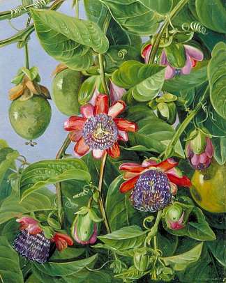 巴西马里科哈斯西番莲的花和果实 Flowers and Fruit of the Maricojas Passion Flower, Brazil (1873)，玛丽安娜·诺斯