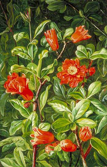 石榴花，画在特纳里夫 Flowers of the Pomegranate, Painted in Teneriffe，玛丽安娜·诺斯