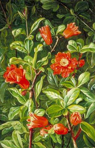 石榴花，画在特纳里夫 Flowers of the Pomegranate, Painted in Teneriffe，玛丽安娜·诺斯