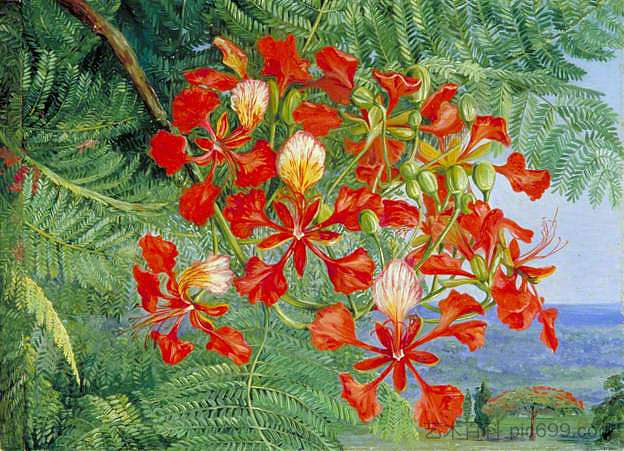 马达加斯加树的叶子和花朵 Foliage and Flowers of a Madagascar Tree，玛丽安娜·诺斯