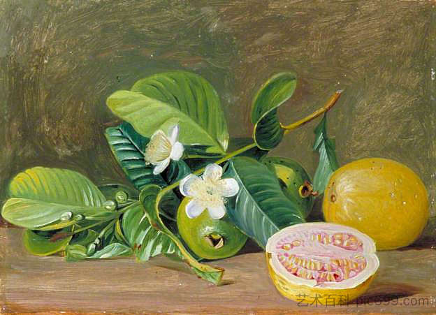 各种番石榴的叶子、花朵和果实 Foliage, Flowers and Fruit of a Variety of Guava，玛丽安娜·诺斯