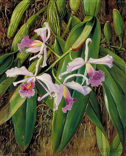 粉红兰花 Pink Orchid，玛丽安娜·诺斯