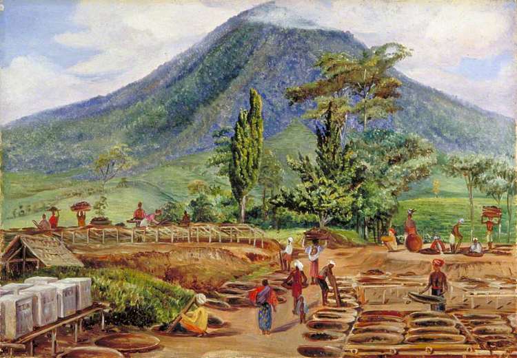 Hölle先生的机构中的茶叶干燥，爪哇 Tea-Drying in Mr Hölle's Establishment, Java (1876)，玛丽安娜·诺斯