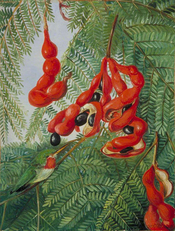 牙买加的野生罗望子与猩红豆荚和巴贝特 The Wild Tamarind of Jamaica with Scarlet Pod and Barbet (1872)，玛丽安娜·诺斯