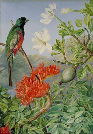 纳塔尔的两株开花灌木和一株蜻蜓 Two Flowering Shrubs of Natal and a Trogon (1882)，玛丽安娜·诺斯