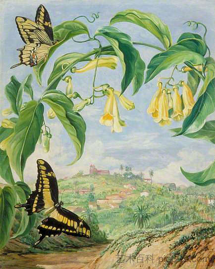 黄蝴蝶和燕尾蝶与孔戈尼亚斯的景色，巴西 Yellow Bignonia and Swallow-Tail Butterflies with a View of Congonhas, Brazil，玛丽安娜·诺斯