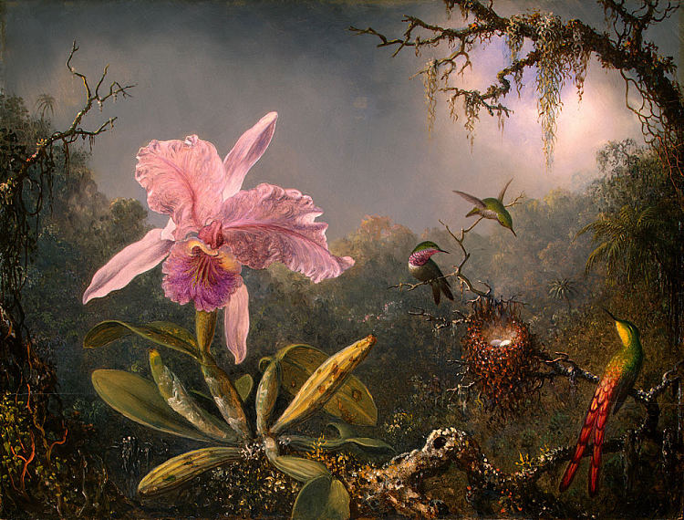 卡特莱亚兰花和三只蜂鸟 Cattleya Orchid and Three Hummingbirds (1871),马丁·约翰逊·赫德