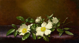 紫色天鹅绒布上的切诺基玫瑰 Cherokee Roses On A Purple Velvet Cloth，马丁·约翰逊·赫德