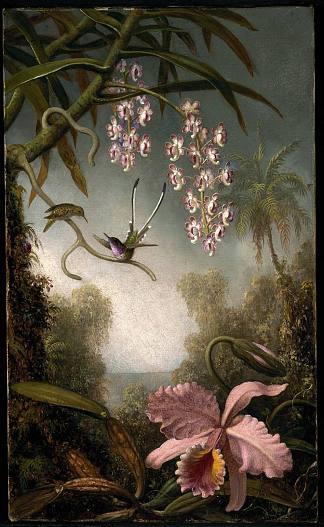 兰花和喷洒蜂鸟兰花 Orchids and Spray Orchids with Hummingbird (1890)，马丁·约翰逊·赫德