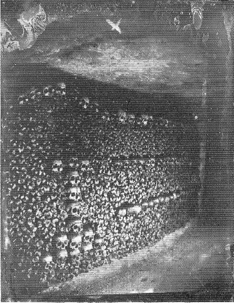 巴黎地下墓穴 Catacombes De Paris (1861)，菲利克斯·纳达尔