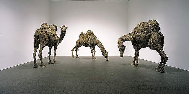 骆驼 Camels (1969)，南锡·格雷夫斯