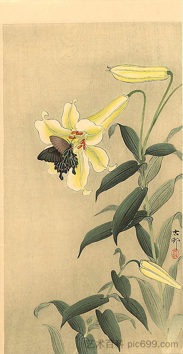 蝴蝶和百合 Butterfly and lily，小原古邨