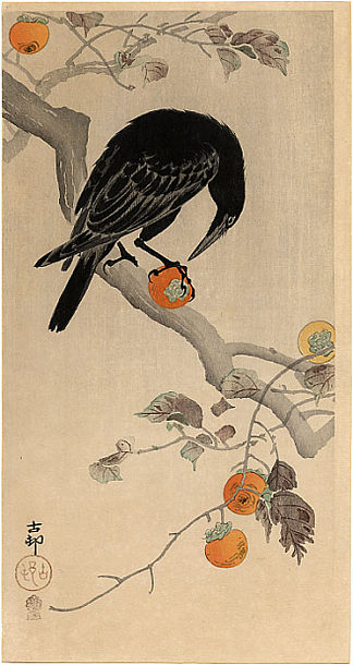 乌鸦吃柿子 Crow eating a Persimmon (c.1910)，小原古邨