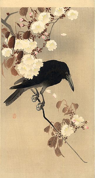 樱桃树枝上的乌鸦 Crow on a Cherry Branch (c.1910; Japan                     )，小原古邨