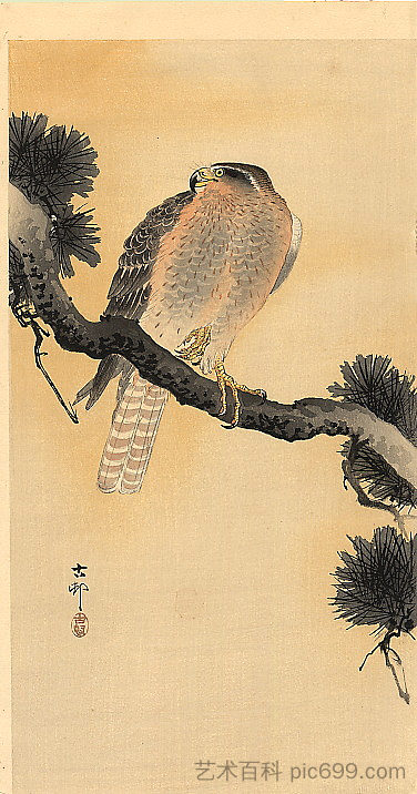 树枝上的猎鹰 Falcon on a Branch，小原古邨