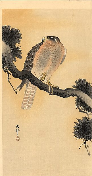 树枝上的猎鹰 Falcon on a Branch，小原古邨