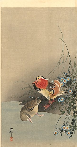 鸳鸯 Mandarin Ducks，小原古邨