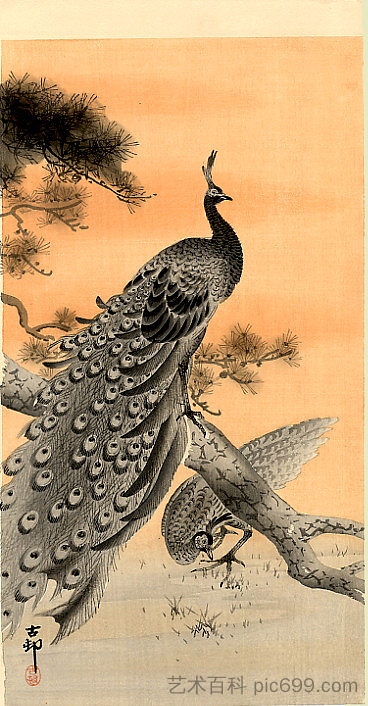 孔雀和母鸡 Peacock and Hen，小原古邨