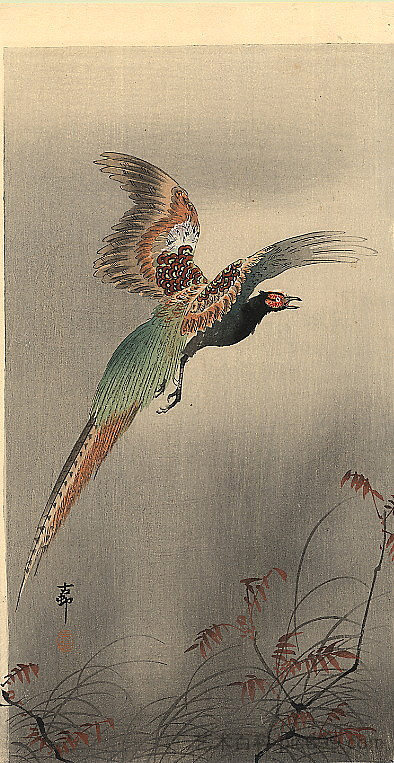 飞行中的野鸡 Pheasant in Flight (c.1910; Japan  )，小原古邨