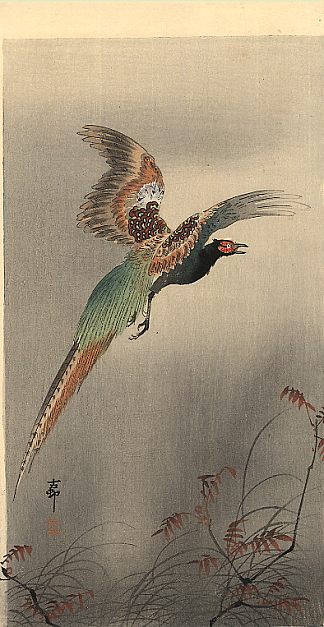 飞行中的野鸡 Pheasant in Flight (c.1910; Japan                     )，小原古邨