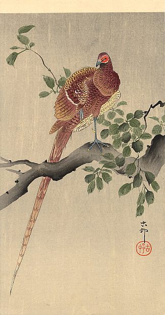 树枝上的野鸡 Pheasant on Branch，小原古邨