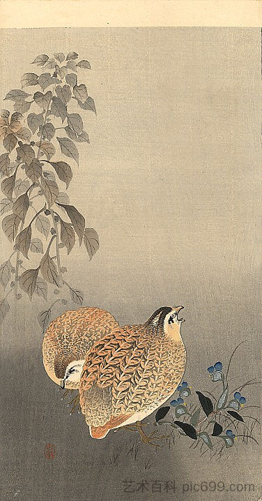 鹌鹑 Quails，小原古邨