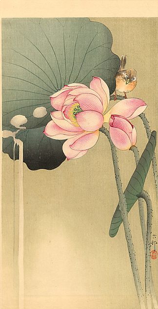 鸣禽和莲花 Songbird and Lotus，小原古邨