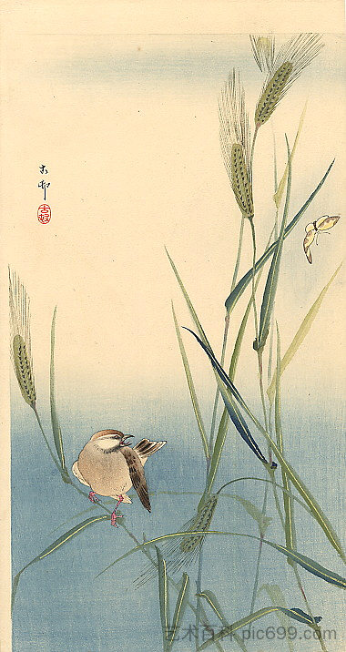 大麦茎上的鸣禽 Songbird on Barley Stalk，小原古邨