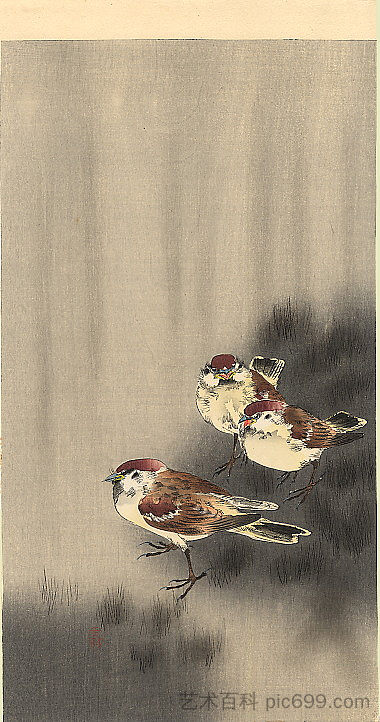 三只树麻雀在雨淋 Three Tree Sparrows in a rain shower，小原古邨