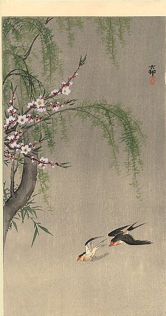 两只谷仓燕子在飞翔，柳枝和开花的樱桃在上面 Two Barn Swallows in Flight, Willow Branch and Flowering Cherry above (c.1910; Japan                     )，小原古邨