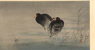 浅水中的两个加里努尔 Two Gallinules in Shallow Water，小原古邨