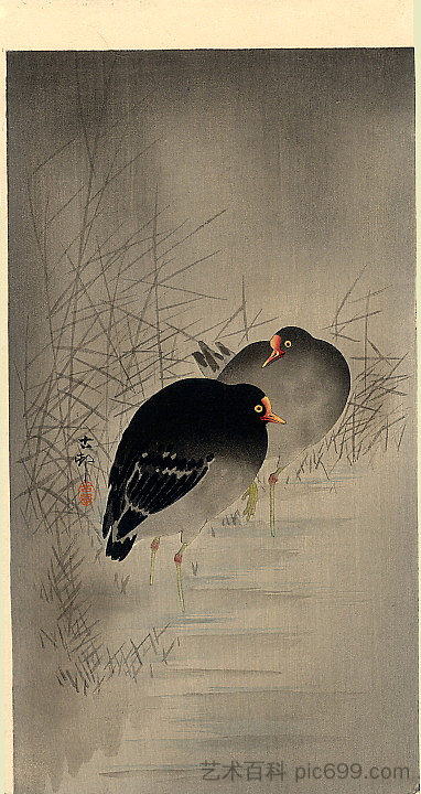 两个加里努尔 Two Gallinules，小原古邨