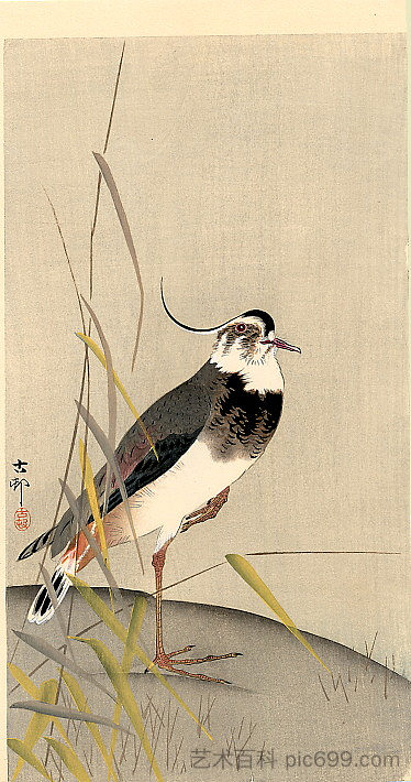 鸰 Wagtail，小原古邨