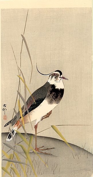 鸰 Wagtail，小原古邨