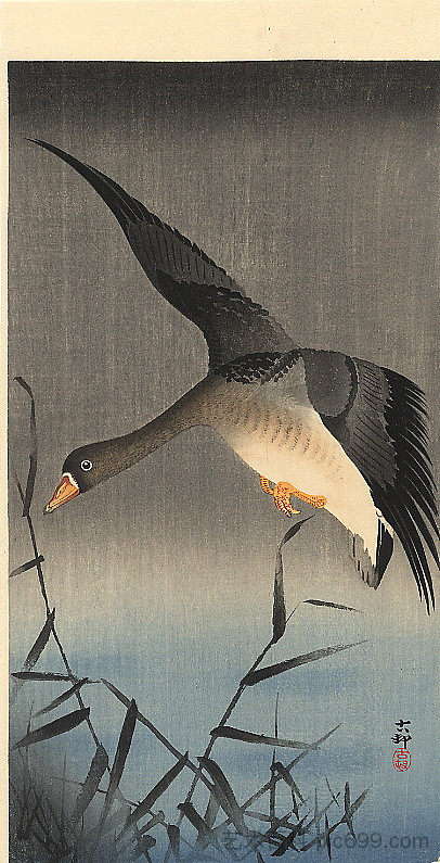 白额鹅在芦苇丛中降落 White-fronted goose descending over reeds，小原古邨