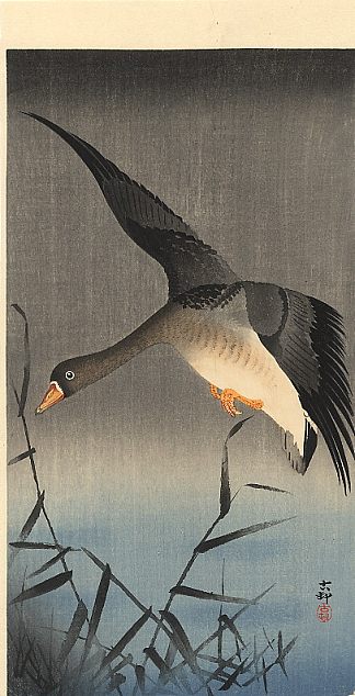 白额鹅在芦苇丛中降落 White-fronted goose descending over reeds，小原古邨
