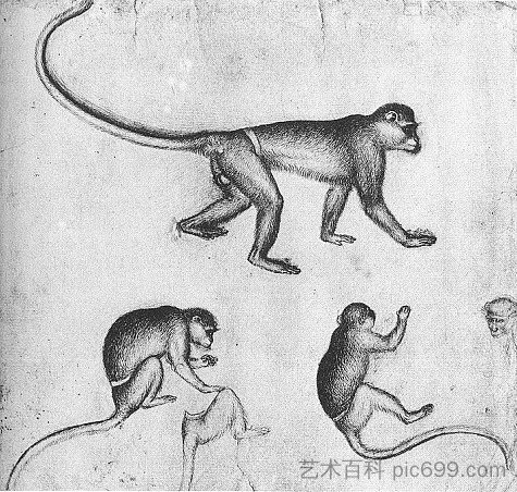 猿 Apes (1430)，安东尼奥·皮萨内洛