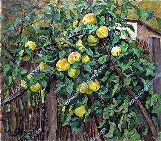 篱笆旁的苹果树 Apple tree by the fence (1949)，孔科洛夫茨基