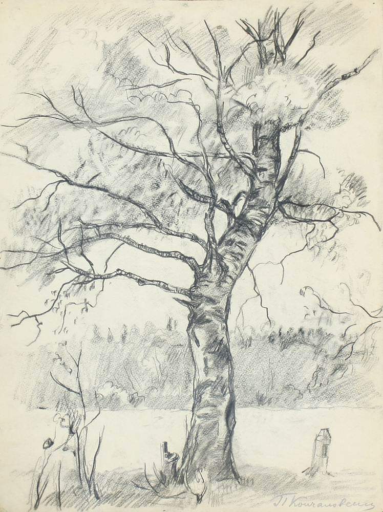 白桦树 Birch tree (1926)，孔科洛夫茨基