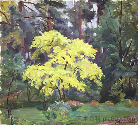 软木 Corkwood (1935)，孔科洛夫茨基