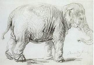 大象汉斯肯 Hansken the Elephant (1637)，伦勃朗