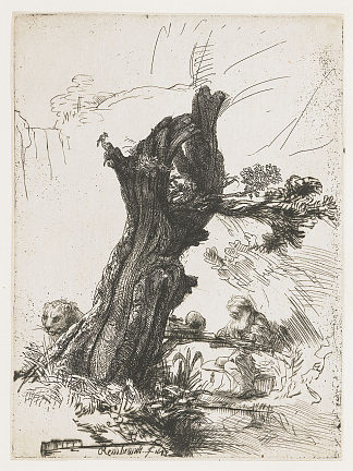 圣杰罗姆在柳树旁 St. Jerome beside a pollard willow (1648)，伦勃朗