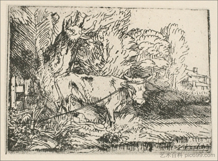 公牛 The Bull (1650)，伦勃朗