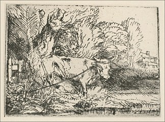 公牛 The Bull (1650)，伦勃朗